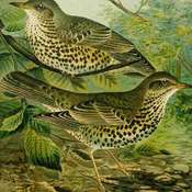 Mistle Thrush